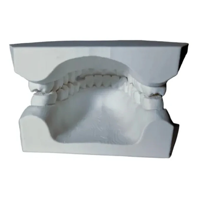 Figura Decorativa De Modelo Dental 2