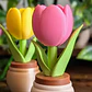 Figura Clicker Diseño Tulipán - Miniatura 2