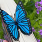 Marcapáginas- Mariposa Morpho Azul - Miniatura 1