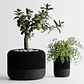 Figura Decorativa Maceta De Plantas Negra - Miniatura 1