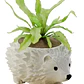Macetero Decorativo Prints Patro De Erizo Blanco - Miniatura 1
