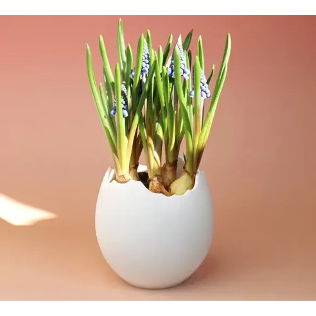 Macetero Decorativo Prints Patro- Cáscara De Huevo