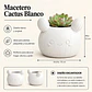 Macetero Decorativo Hogar- Forma Cactus 12 Cm - Miniatura 8