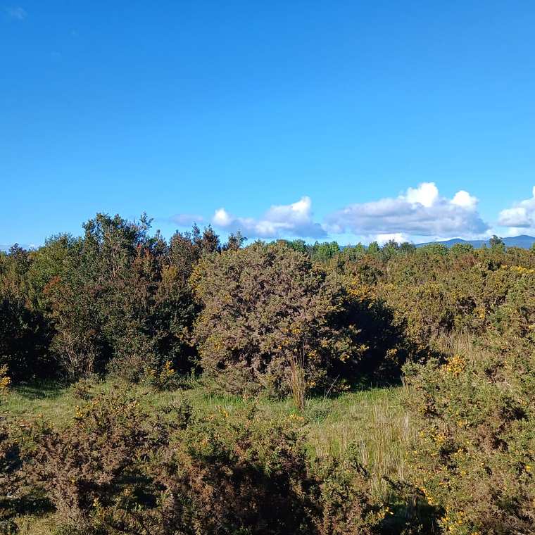 10 Hectáreas en venta  2