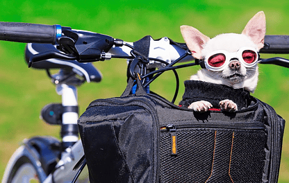 ¿Cómo llevar a tu perro en bicicleta?