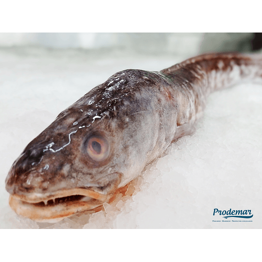 Congrio Dorado Medallones Kg.