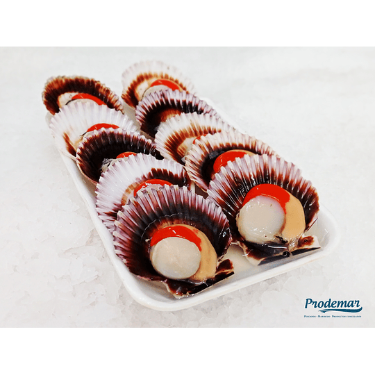 Ostiones Media Concha 10 uni.