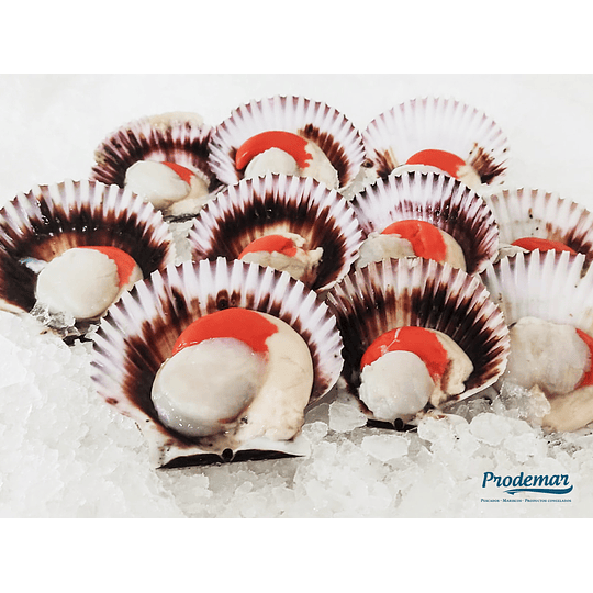 Ostiones Frescos / Unidad