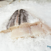 Merluza Autral Filete Kg.