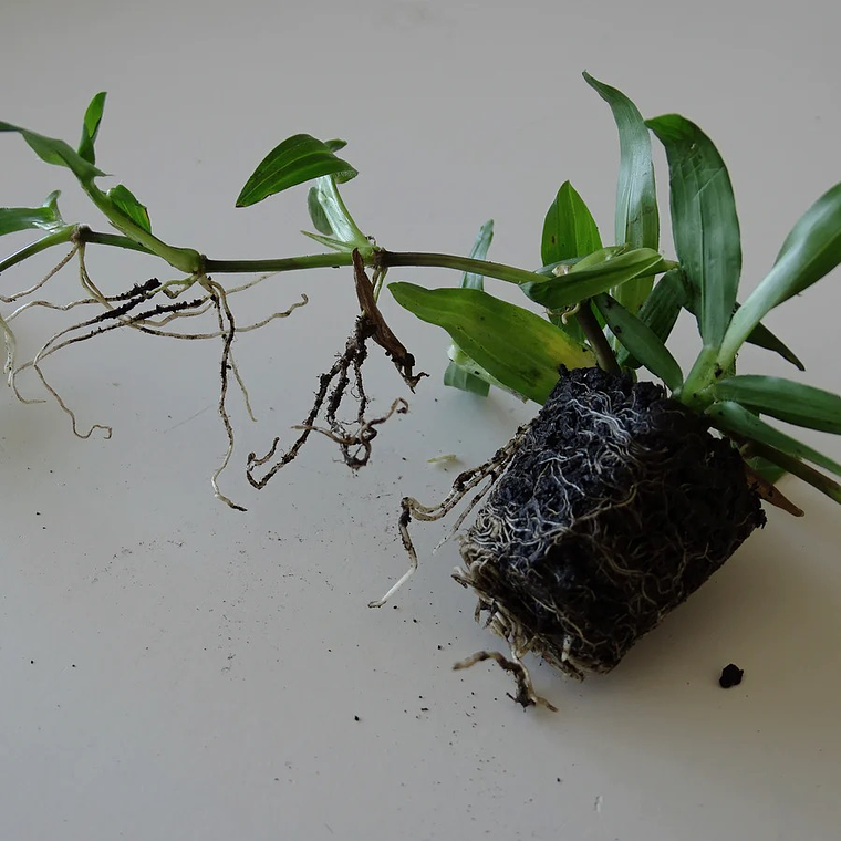 Relva Brasileira Tabuleiro 84 pés   1