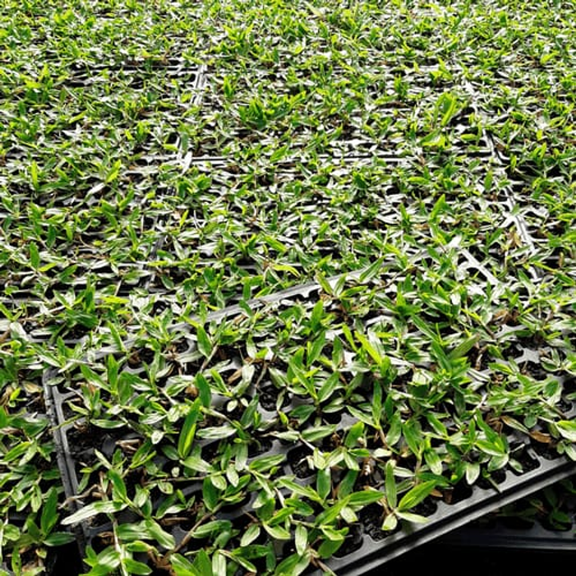 Relva Brasileira Tabuleiro 84 pés   2