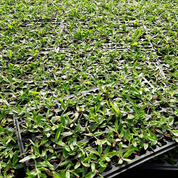 Relva Brasileira Tabuleiro 84 pés   2