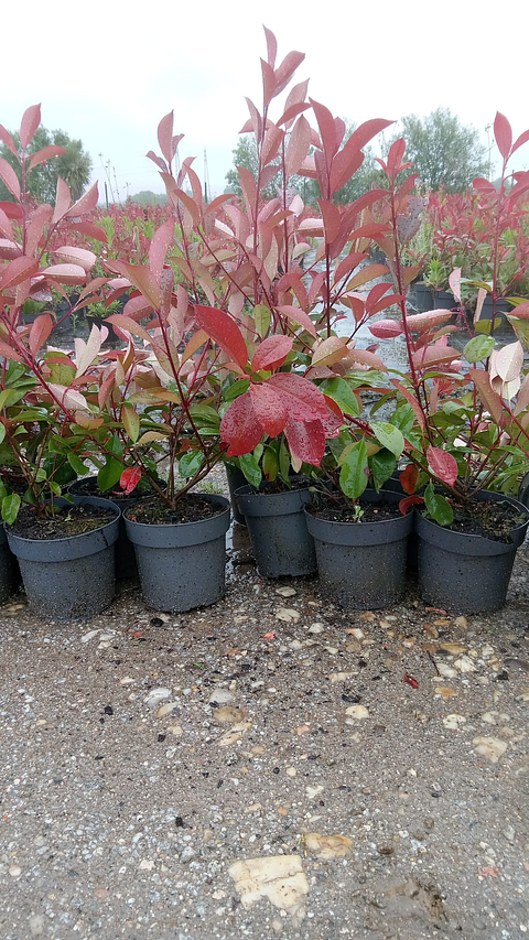 PHOTINIA RED ROBIN 40CM-60CM  MAIS QUANTIDADES SOBCONSULTA