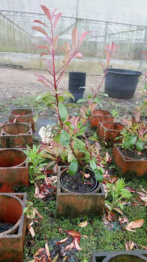 PHOTINIA RED ROBIN 60CM-80CM  MAIS QUANTIDADES SOBCONSULTA