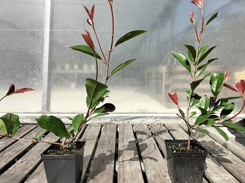 PHOTINIA RED ROBIN 15CM-25CM MAIS QUANTIDADES SOBCONSULTA