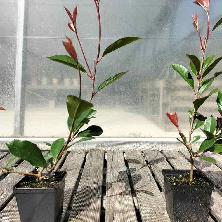 PHOTINIA RED ROBIN 15CM-25CM MAIS QUANTIDADES SOBCONSULTA 1