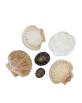 Shells