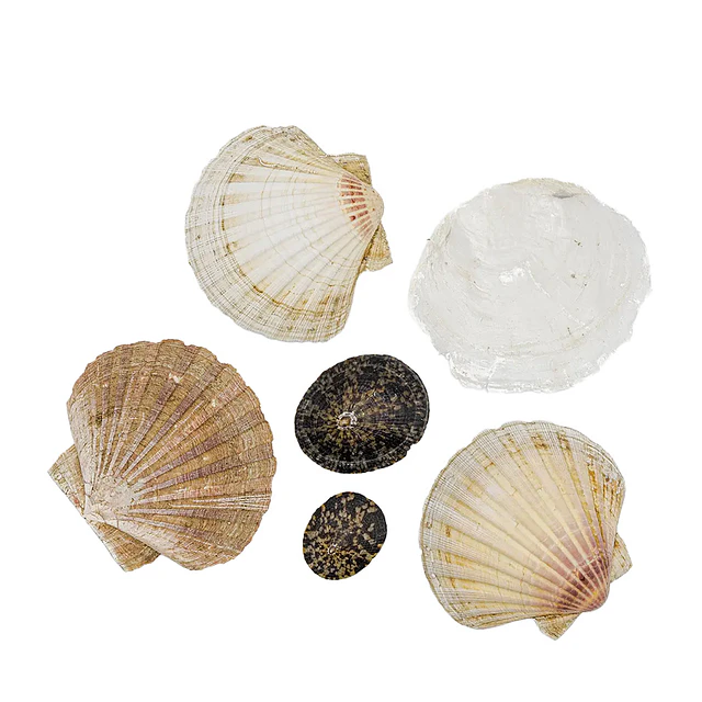 Shells