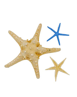 Sea Star
