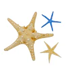 Sea Star