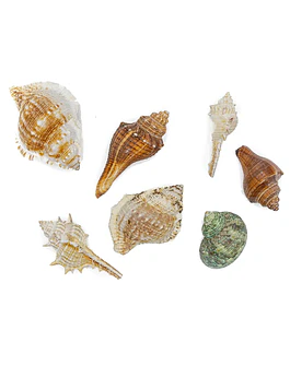 Shells