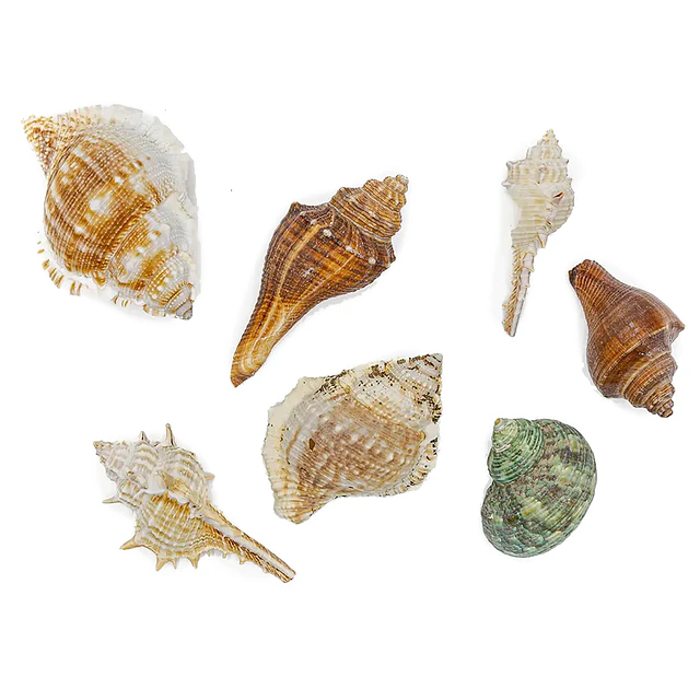 Shells