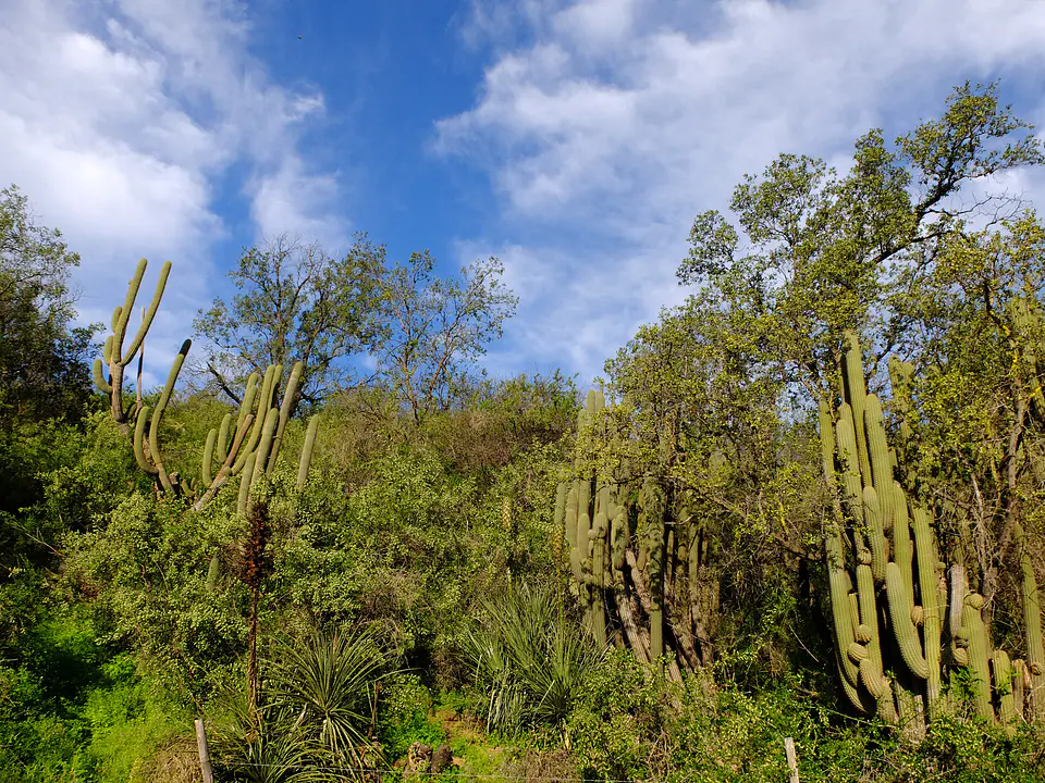 Valle Nativo 4