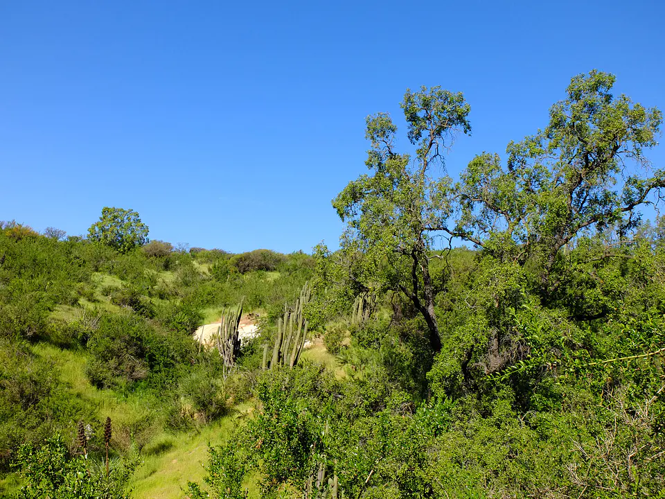 Valle Nativo 5