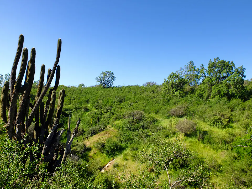 Valle Nativo 6