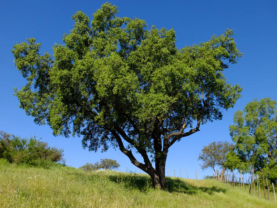 Valle Nativo 7