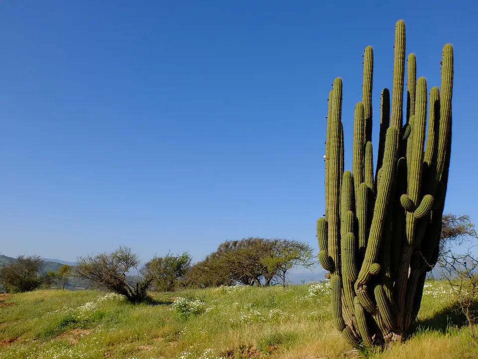 Valle Nativo 8