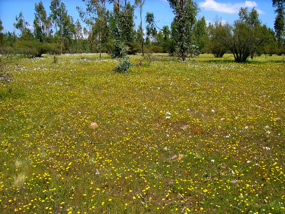 Valle Nativo 11