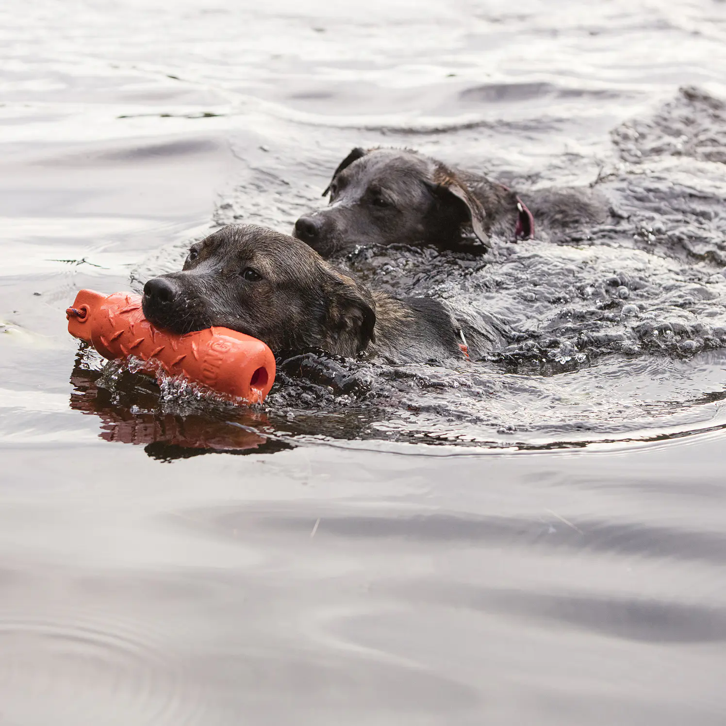 Kong Perro Caucho Training Dummy 3