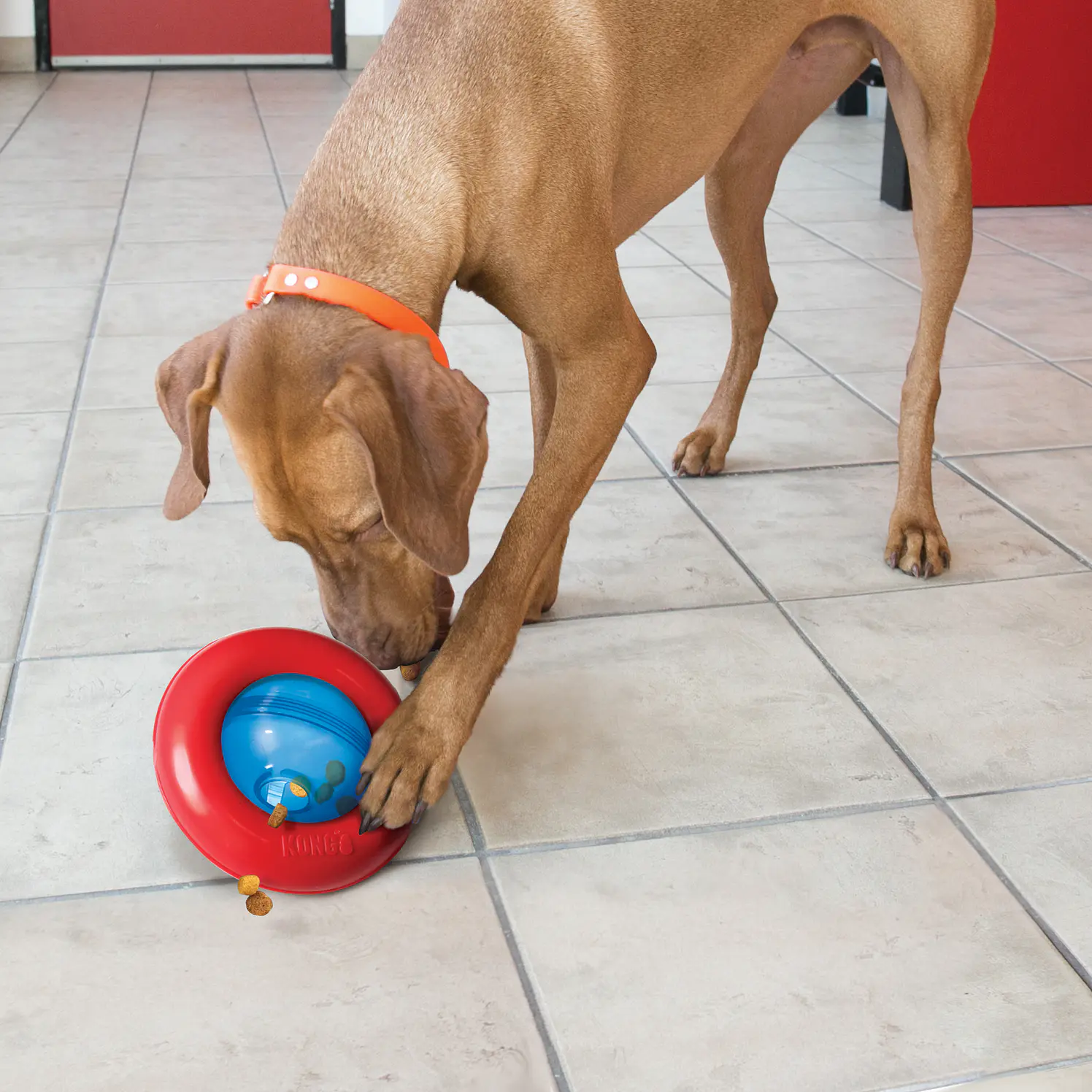 Kong Perro Gyro Small 2