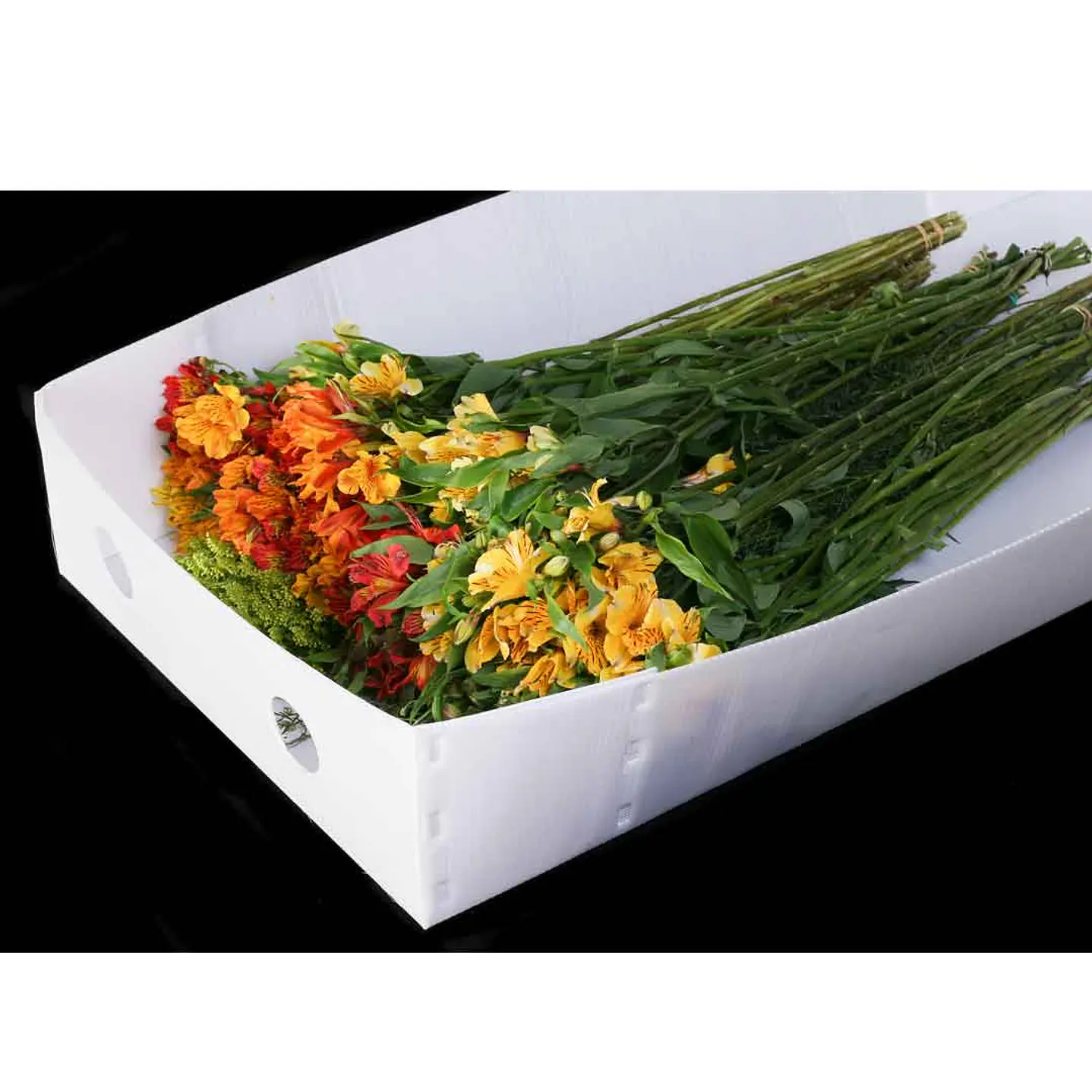 Tapa Cartonplast 1040 x 500 x 200 mm 50un blanco Paq x 500