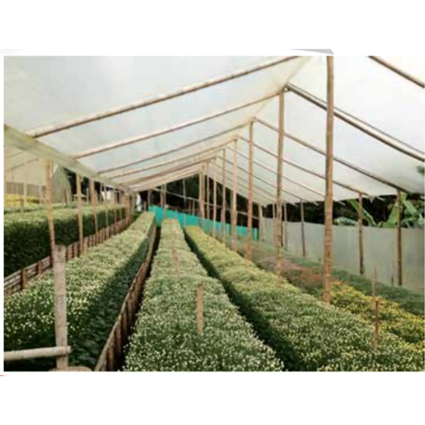 Plástico para invernadero Agroplasn 3m ancho 100m largo