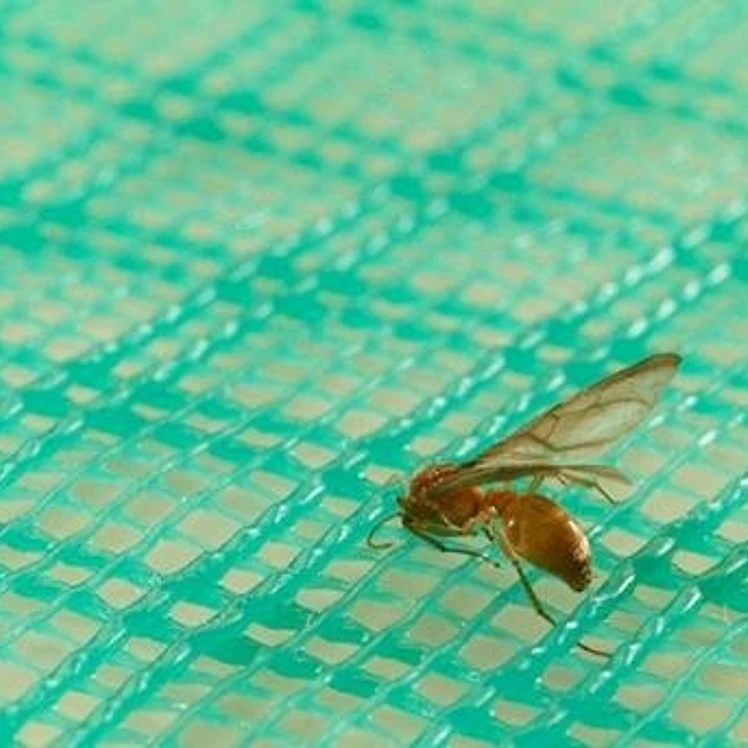 Malla antinsecto Excala versátil 2x2mmx1 m 30 m uv2 1