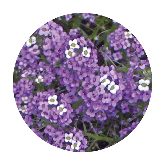 Semillas de flores Alyssum violeta