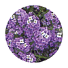 Semillas de flores Alyssum violeta