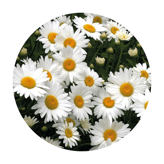 Semillas de flores Paquerette blanco