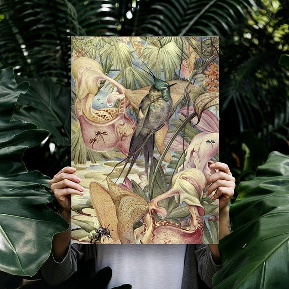 Cuadro Canvas / Vintage Bird Il 2