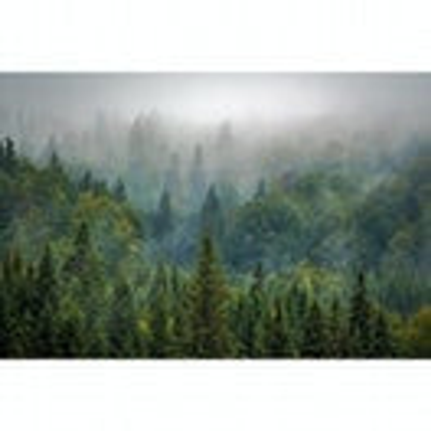 Papel Mural / Winter Forest 3