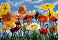 Fotomural / Poppy - Miniatura 2