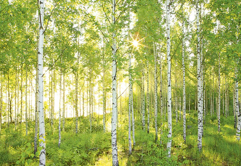 Fotomural / Bosque Verde