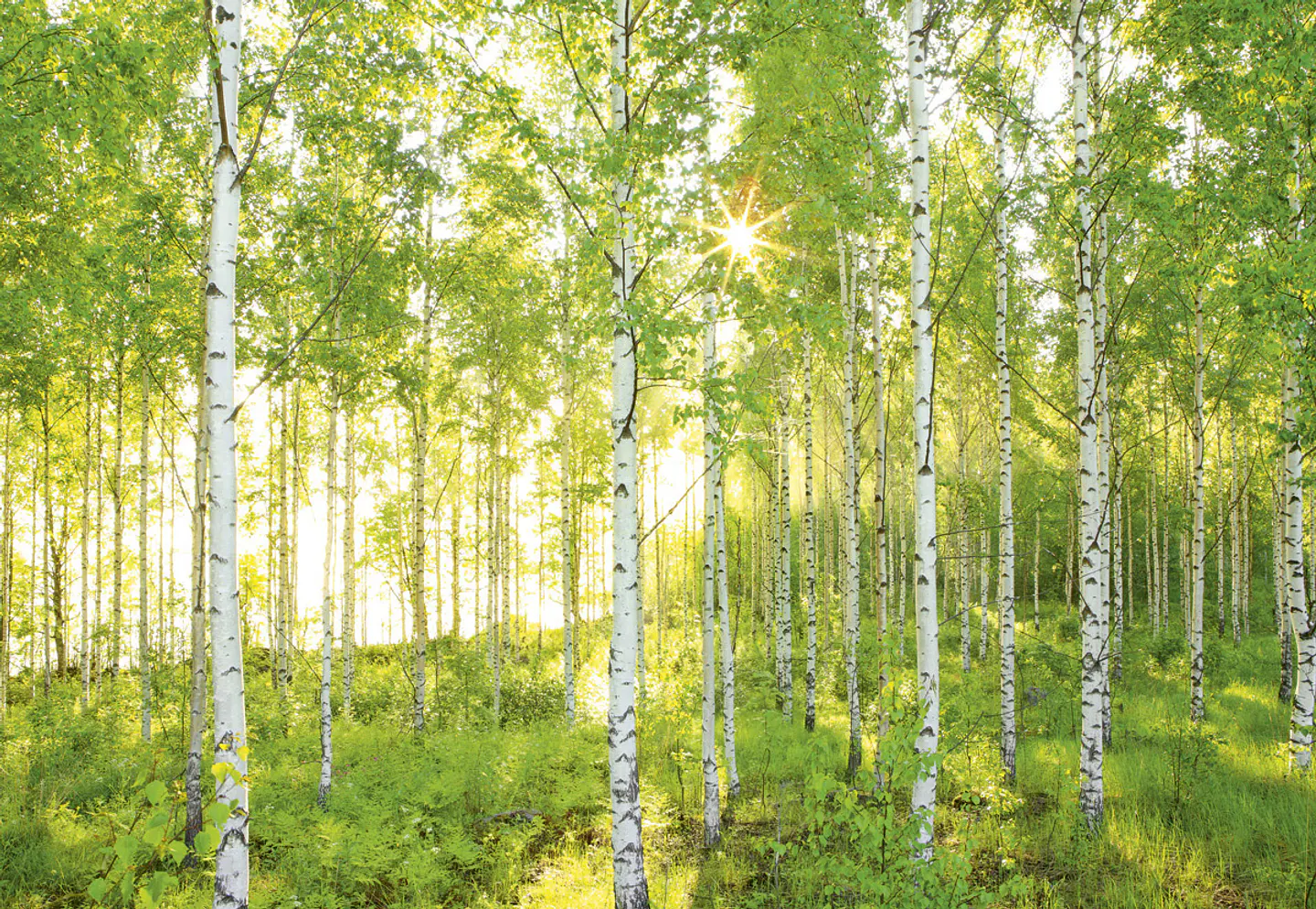 Fotomural / Bosque Verde 2