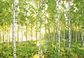 Fotomural / Bosque Verde - Miniatura 2