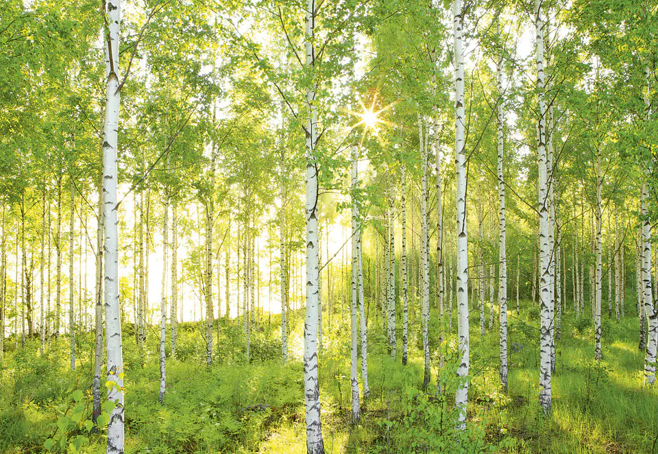 Fotomural / Bosque Verde 2