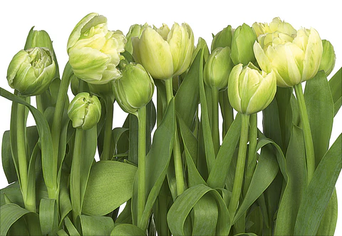 Fotomural / Tulipanes