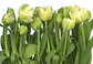 Fotomural / Tulipanes - Miniatura 1