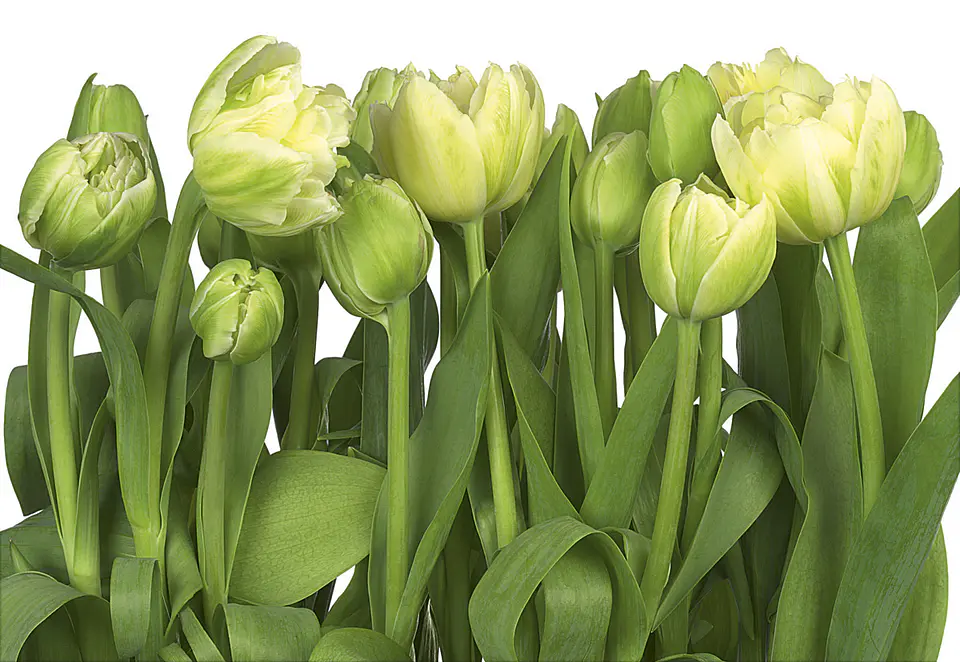 Fotomural / Tulipanes 1